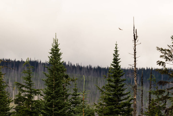 piękny krajobraz z bujną roślinnością w Alberta, Kanada - Zdjęcie, obraz
