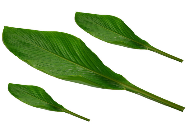 Świeże zielone zioło liści wzór izolowane białe tło. - Zdjęcie, obraz