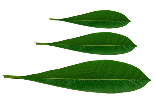 Muster frische grüne plumeria Blätter isoliert weißen Hintergrund. - Foto, Bild