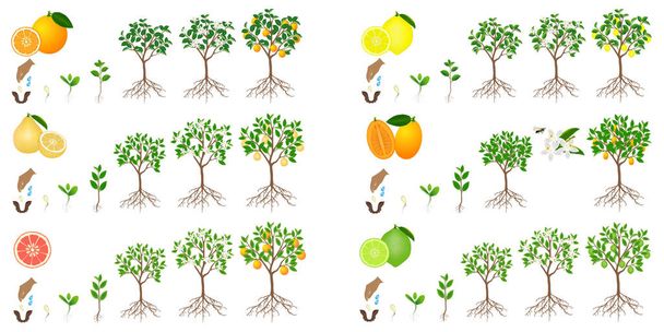 Reeks groeicycli van citrusbomen op een witte achtergrond. - Vector, afbeelding