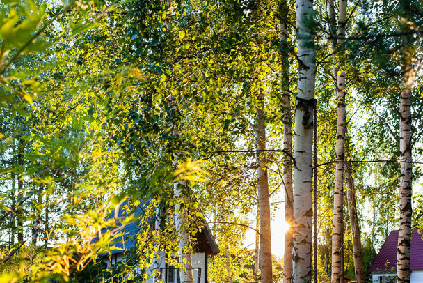 солнце светит между белыми стволами берез в коттеджной деревне в России на закате летом - Фото, изображение