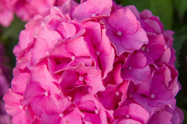 Hydrangea pink flowers in close up - Fotó, kép