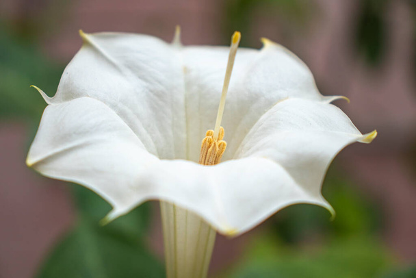Virág anther és stigma fehér Datura virág Thorn alma. - Fotó, kép