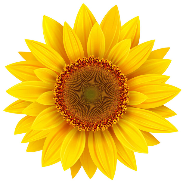 Sunflower isolated, yellow summer flower vector illustration. - Vektor, Bild