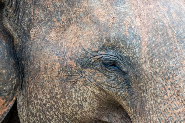 Крупный план глаза азиатского слона (Elephas maximus), Шри-Ланка - Фото, изображение