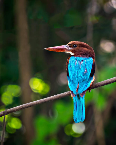 Leuchtend blau gefärbter indischer Eisvogel sitzt auf einem trockenen Ast. - Foto, Bild