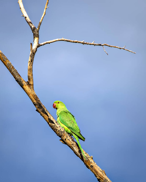 Indischer Ringhalssittich (Psittacula krameri) Papagei sitzt auf trockenem Ast mit klarem blauem Himmelshintergrund. - Foto, Bild