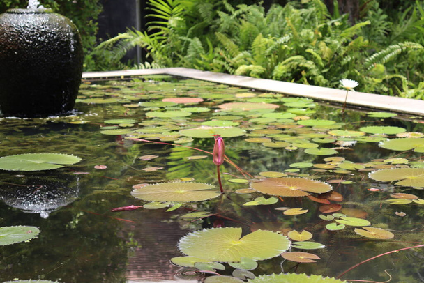 Progettazione del parco tropicale, fontana e stagno con cascata - Foto, immagini