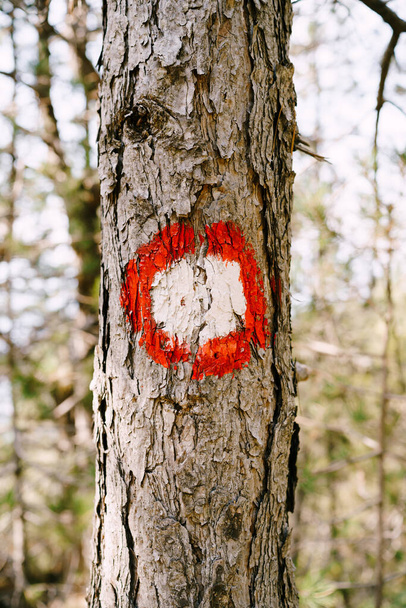 Señal roja de senderismo en un árbol. Un círculo rojo con un punto blanco. Señales de dirección de la ruta de senderismo y su dificultad. - Foto, Imagen