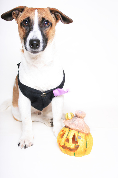 Jack Russell terrier e jack-o-lanterna
 - Foto, Imagem