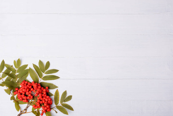 white  wooden background with rowan - Photo, Image