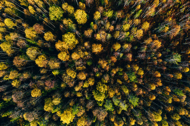 Aerial top view of  yellow and orange autumn trees in forest in rural Finland. Drone photography - 写真・画像