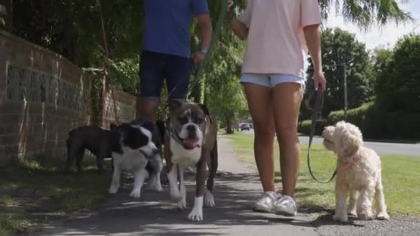 Молодой человек и девочка выгуливают пять собак по пригородной улице - Кадры, видео