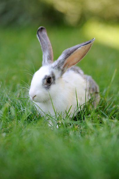 ウサギ - 写真・画像
