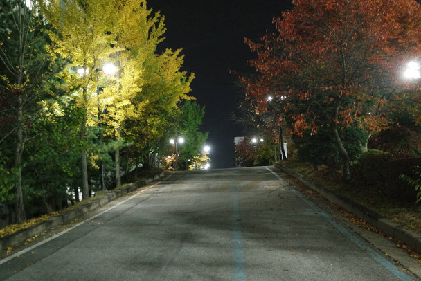 舗装された歩行者道の夜景や公共の散歩のために両側の木と歩く方法 - 写真・画像