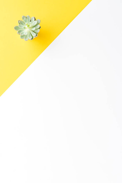 Kleine grüne Pflanze auf abstraktem Hintergrund mit Copyspace - Foto, Bild