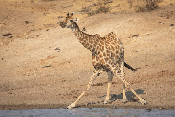 Adult giraffe drinking water from a dam with ox peckers sitting on her legs and neck in late afternoon in Kruger Park South Africa - Photo, Image