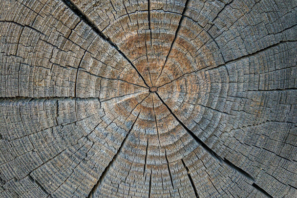 Tree rings old wood texture with the cross section of a cut log - Foto, imagen