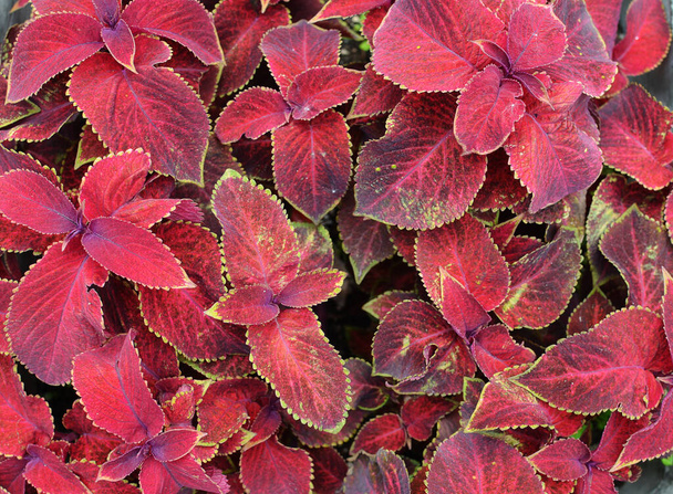 Red botanical background - Coleus plant with bright red leaves (red nettle, patchouli) - Fotografie, Obrázek