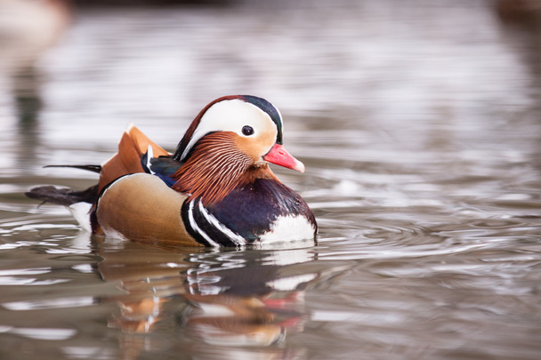 Mandarin duck on water - Photo, Image