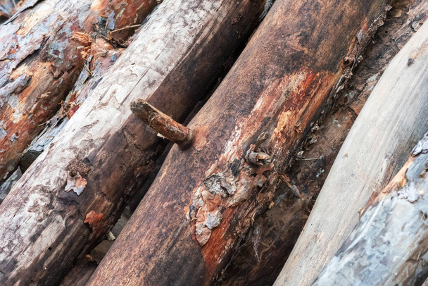 Abstract texture with trunks of old fallen trees - 写真・画像