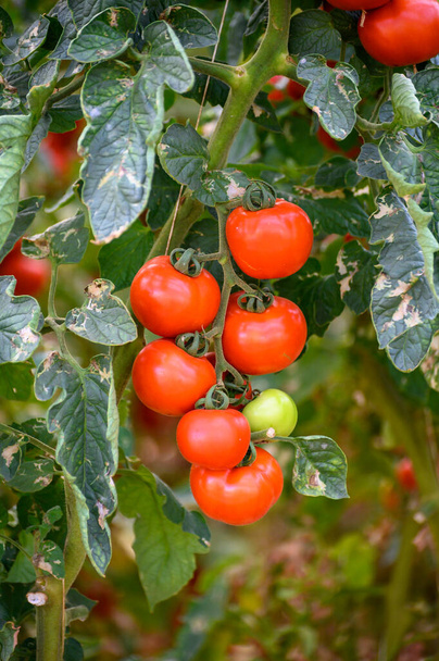 Cultivo de tomates ecológicos rojos maduros frescos en invernaderos de plástico en Lazio, Italia - Foto, imagen