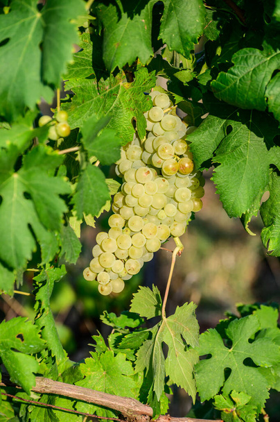 Uvas blancas maduras que crecen en viñedos en Campania, al sur de Italia, utilizadas para hacer vino blanco de cerca - Foto, Imagen