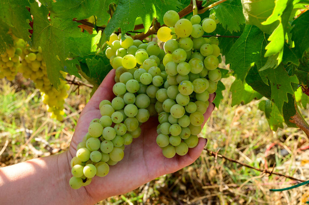 Reife weiße Trauben wachsen auf Weinbergen in Kampanien, Süditalien, die zur Herstellung von Weißwein aus nächster Nähe verwendet werden - Foto, Bild