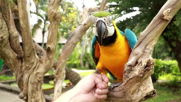 Ara glaucogularis sitting on his hands. A man plays with a Blue Throated Macaw. A Caninde macaw parrot with a beak touching a human hand - Footage, Video