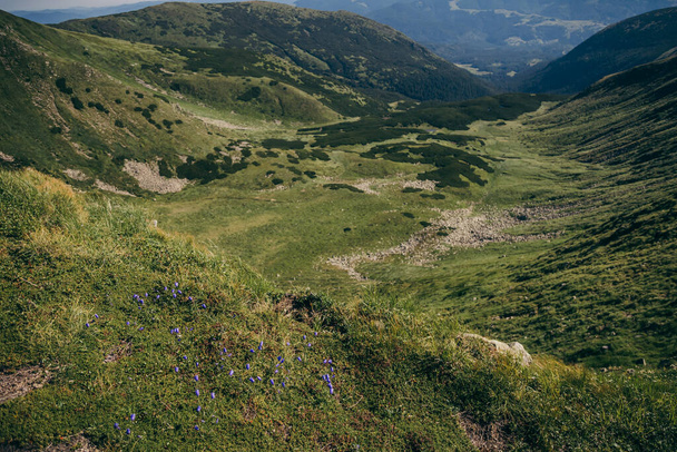 A herd of sheep grazing on a lush green hillside - Foto, Bild