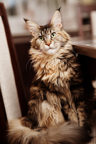 Ritratto di un gatto del Maine Coon - Foto, immagini