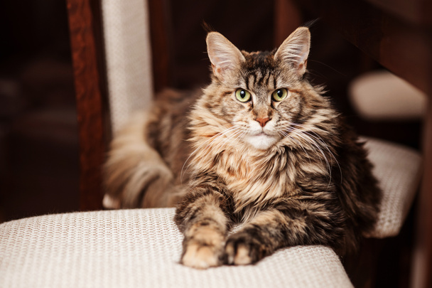 Portrait of a Maine Coon cat - Photo, Image