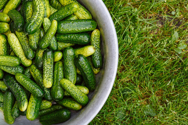 Close up cucumbers in the bowl at the background of the grass with the place for your text. Cucumber background - Photo, Image