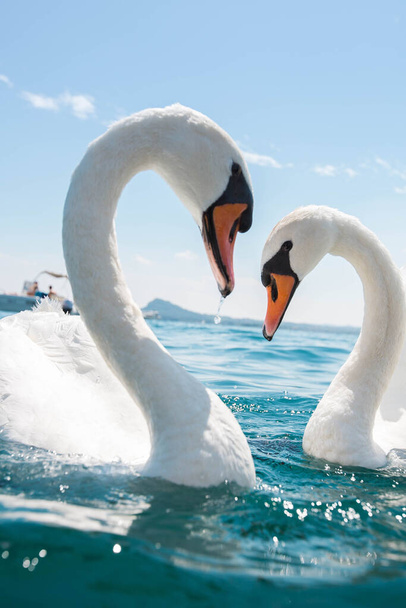 White swan swimming, lake garda, Italy, blue water, clear sky - Photo, Image