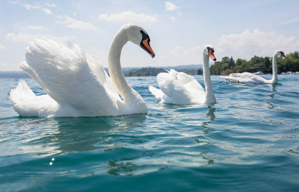 Cisne branco nadando, lago garda, Itália, água azul, céu claro
 - Foto, Imagem