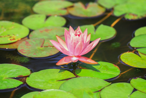 Pink lotus flowers blooming in a pond filled with green leaves. - Foto, Imagen