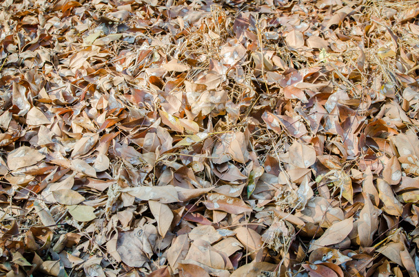 Blätter auf dem Boden - Foto, Bild