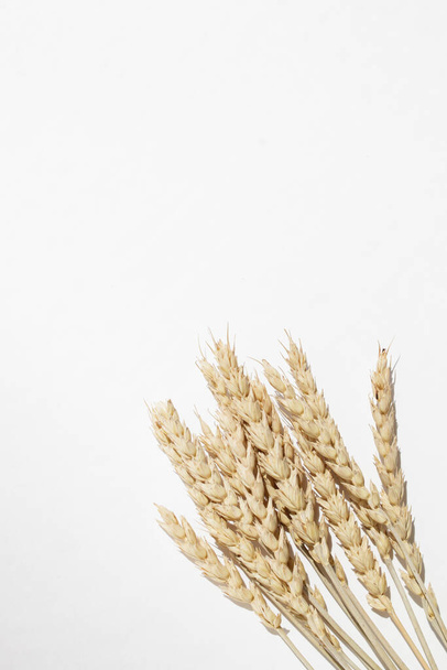 Dried wheat spikelets bunch on a white background. View from above. - Photo, Image