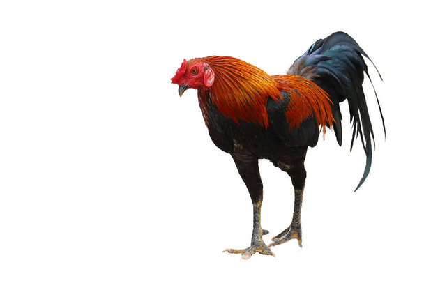The fighting cock or gamebig hen on white background have path - Photo, Image