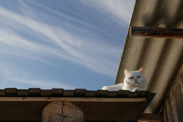 Bílá kočka s pestrobarevnýma očima tiše sedí na střeše stříšky napravo a dívá se shora. Proti modré obloze. Místo pro text. - Fotografie, Obrázek