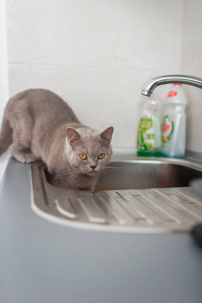 İngiliz Shortair kedisi sarı gözlerle bakarken mutfak lavabosunda kalıyor.. - Fotoğraf, Görsel