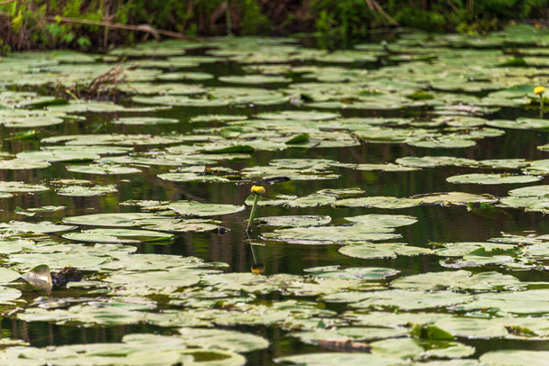 kaunis luonnollinen kohtaus rauhallisella vedellä mincio joki - Valokuva, kuva