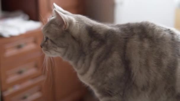 gato escocés está esperando a ser alimentado - Metraje, vídeo