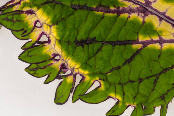 Coleus Leaf (Plectranthus scutellarioides) Close-up - Photo, Image