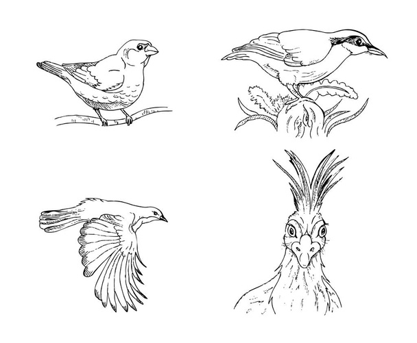  hand-drawn set of birds without background - Вектор, зображення