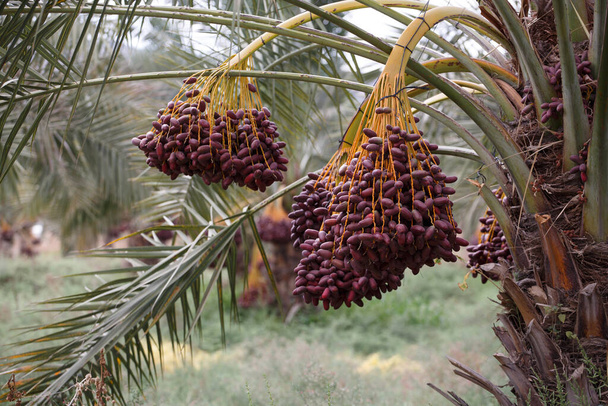 Deliciosas fechas frescas que crecen en una palmera - Foto, Imagen