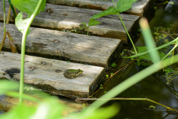 Zelená žába sedí na dřevěném prkně v rybníku, na slunci v Německu, Bavorsko - Fotografie, Obrázek