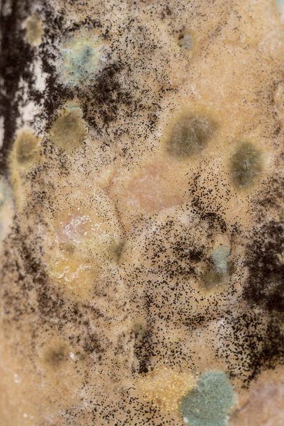 Хлебная плесень, Rhizopus, грибы на старом хлебе. Закрыть фотографию образца сапроитических грибов. - Фото, изображение