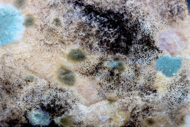 Molde de pan, Rhizopus, hongos en un pan añejo. Foto de cerca de un patrón de hongos saprofitos. - Foto, Imagen