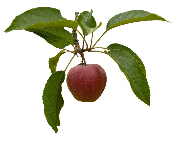 dojrzałe jabłka na gałęzi wyizolowanej na białym tle - Zdjęcie, obraz